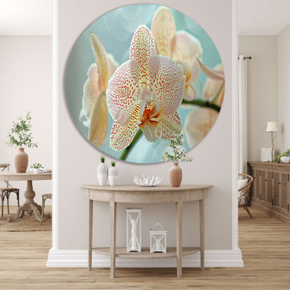 Close-up van een bloeiende orchidee forex muurcirkel
