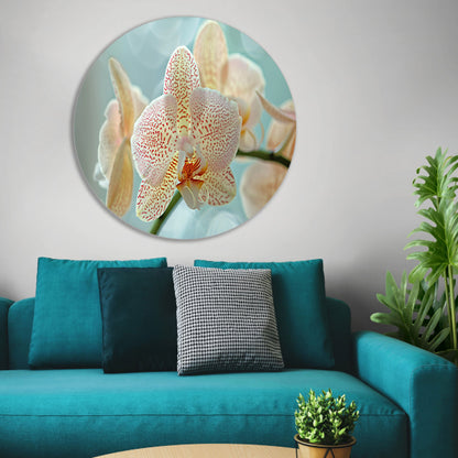 Close-up van een bloeiende orchidee forex muurcirkel