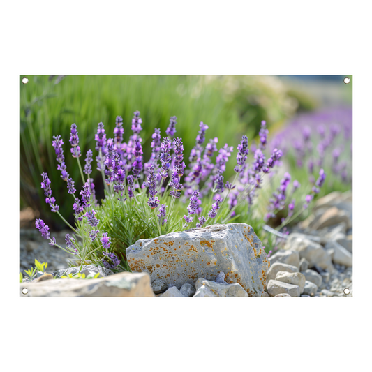 Lavendelbloemen in bloei naast grijsbruine rotsen tuinposter