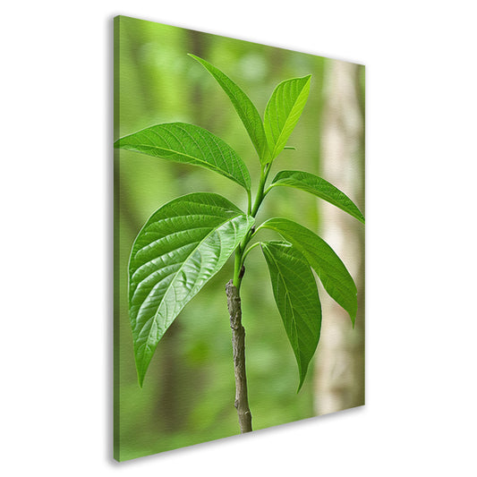 Jonge groene plant in de zon canvas