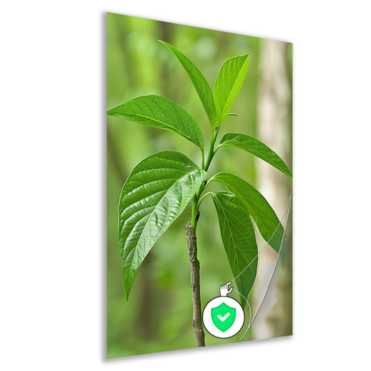 Jonge groene plant in de zon poster