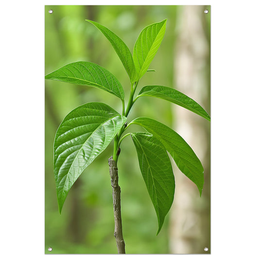 Jonge groene plant in de zon tuinposter