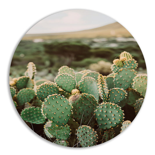 Levendige groene cactussen in weids landschap aluminium muurcirkel