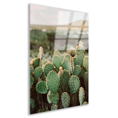 Levendige groene cactussen in weids landschap acrylglas