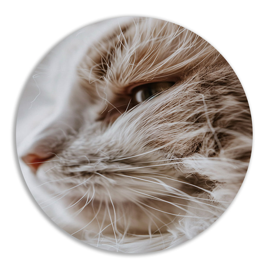 Close-up portret van een kat forex muurcirkel