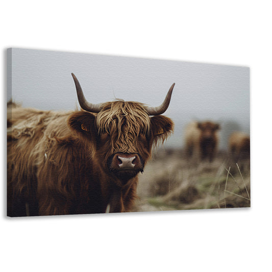 Schotse Hooglander in mistig landschap canvas