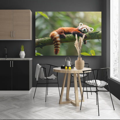 Rode panda ontspannen op een boomtak   poster