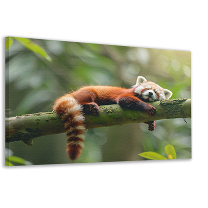 Rode panda ontspannen op een boomtak  canvas
