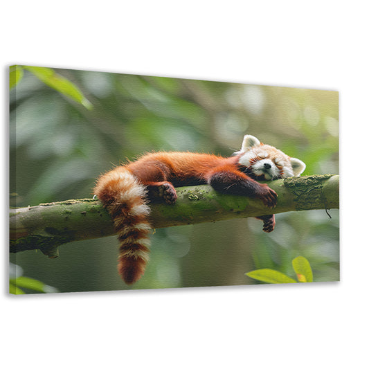 Rode panda ontspannen op een boomtak  canvas