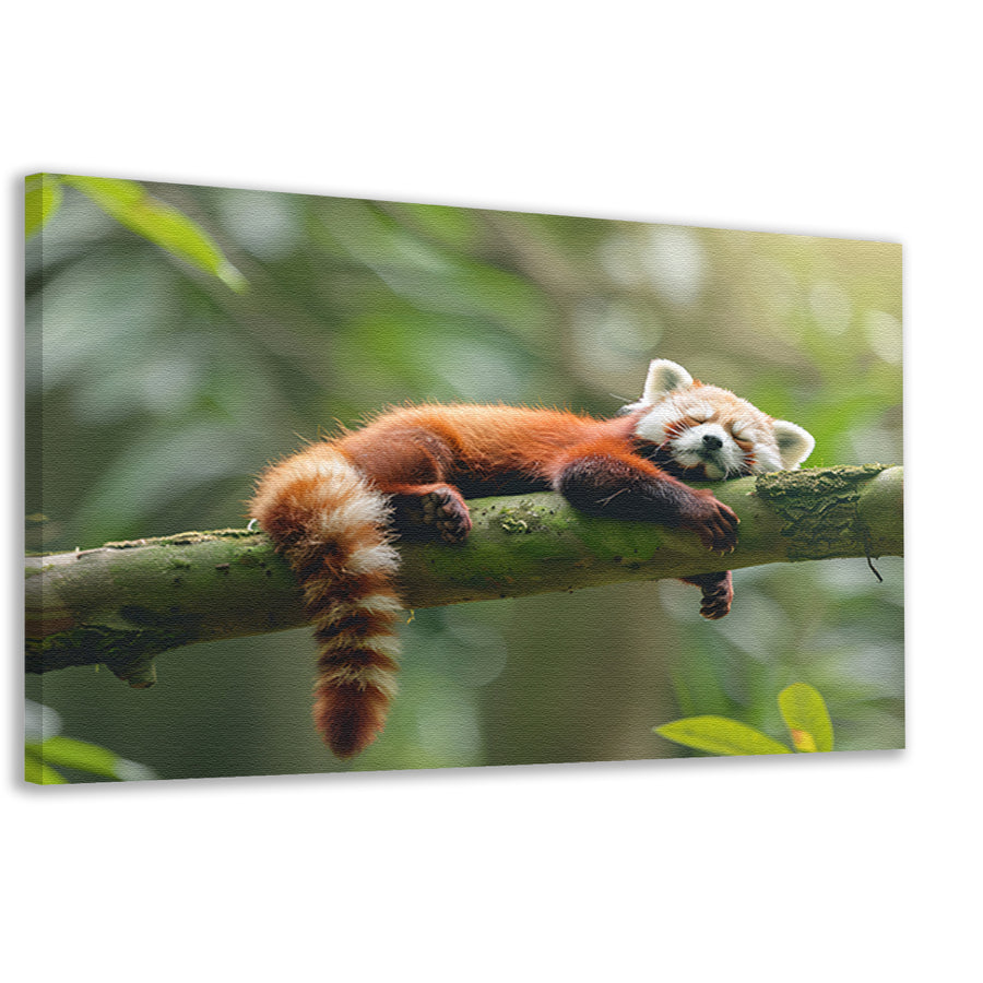 Rode panda ontspannen op een boomtak  canvas