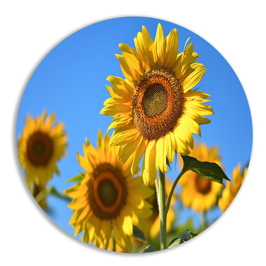 Gouden zonnebloemen onder een helderblauwe hemel forex muurcirkel