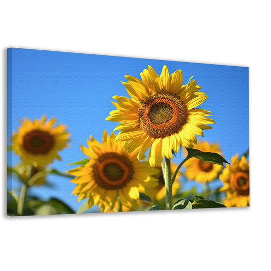 Gouden zonnebloemen onder een helderblauwe hemel canvas