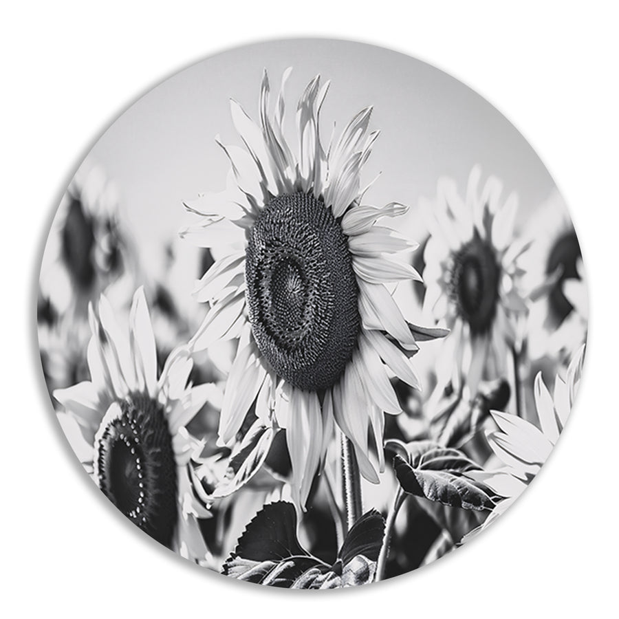 Elegante zwart-wit zonnebloemen, natuur in monochroom forex muurcirkel