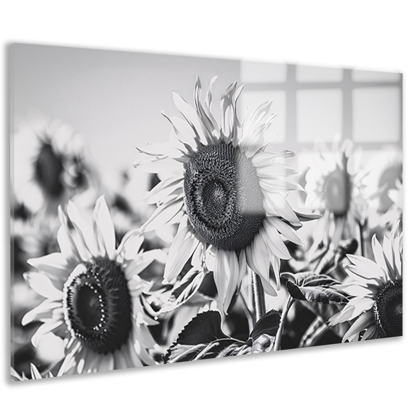 Elegante zwart-wit zonnebloemen, natuur in monochroom acrylglas