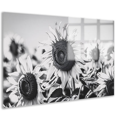 Elegante zwart-wit zonnebloemen, natuur in monochroom acrylglas