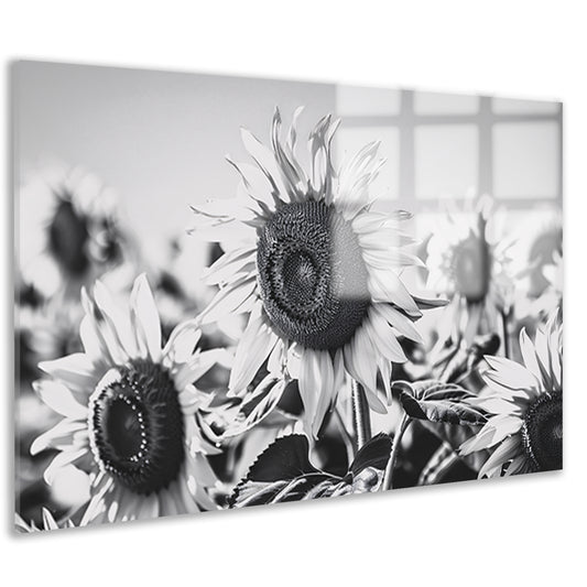 Elegante zwart-wit zonnebloemen, natuur in monochroom acrylglas