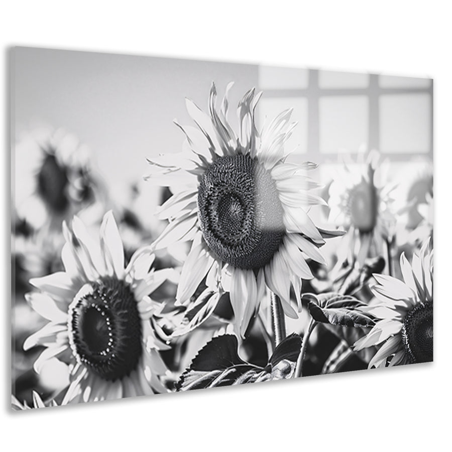 Elegante zwart-wit zonnebloemen, natuur in monochroom acrylglas