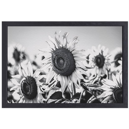 Elegante zwart-wit zonnebloemen, natuur in monochroom canvas met baklijst