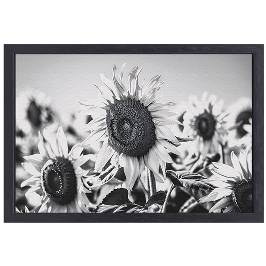 Elegante zwart-wit zonnebloemen, natuur in monochroom canvas met baklijst