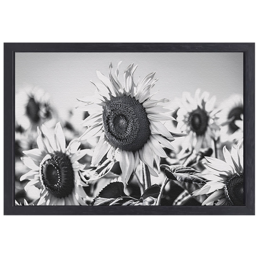 Elegante zwart-wit zonnebloemen, natuur in monochroom canvas met baklijst