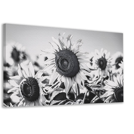 Elegante zwart-wit zonnebloemen, natuur in monochroom canvas