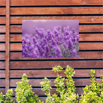 Lavendelbloesem in volle bloei met zachte kleurnuances tuinposter