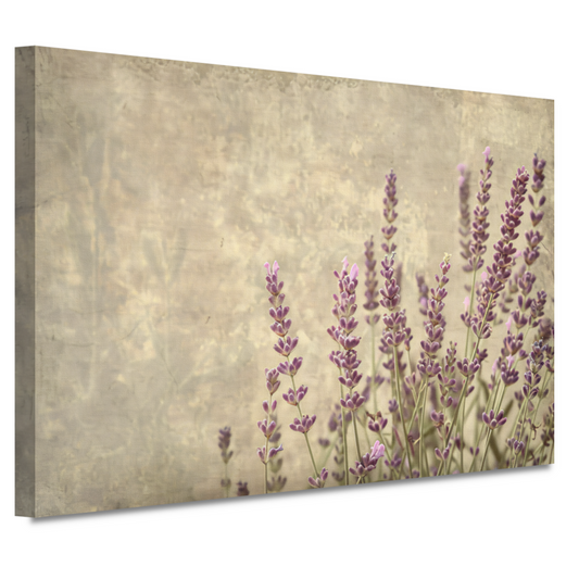 Paarse Lavendel in Bloei canvas
