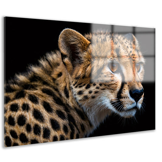 Indrukwekkende close-up van een cheetah acrylglas