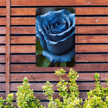 Blauwe roos bedauwd in ochtendlicht tuinposter