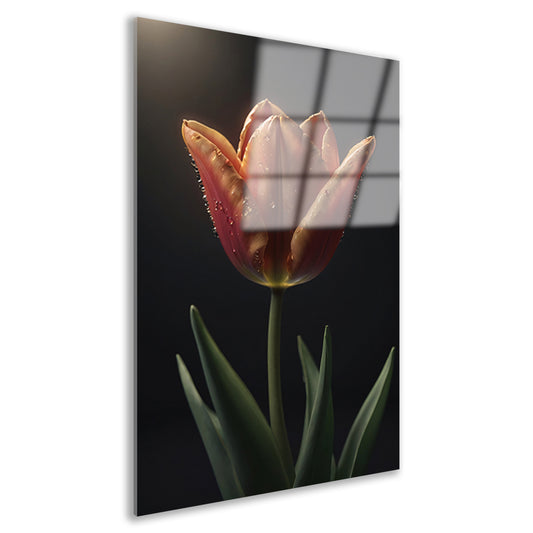 Dauwdruppels op levendige oranje tulp acrylglas