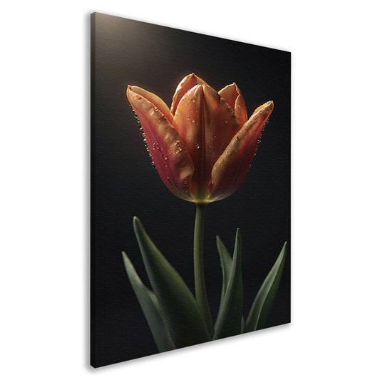 Dauwdruppels op levendige oranje tulp canvas