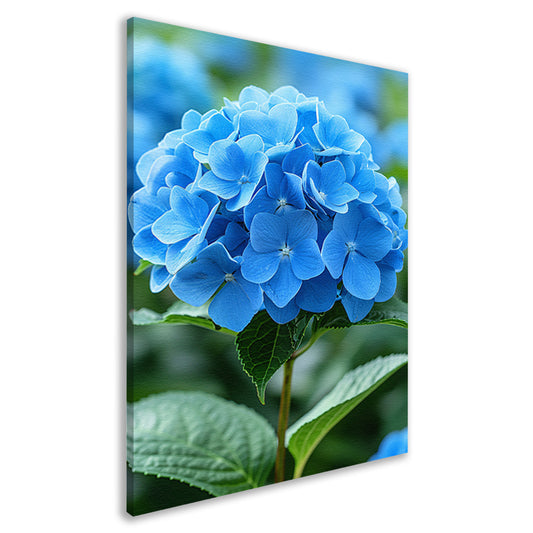 Close-up van een blauwe hortensia bloem canvas