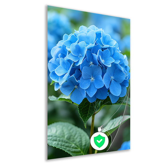 Close-up van een blauwe hortensia bloem poster