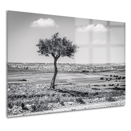 Eenzame boom op het platteland acrylglas