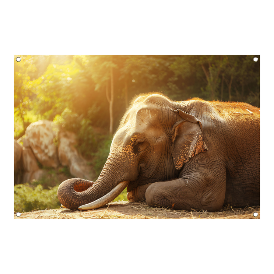 Rustende Olifant in het Gouden Zonlicht tuinposter
