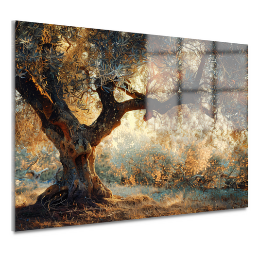 Olijfboom in Provençaalse ochtendzon acrylglas