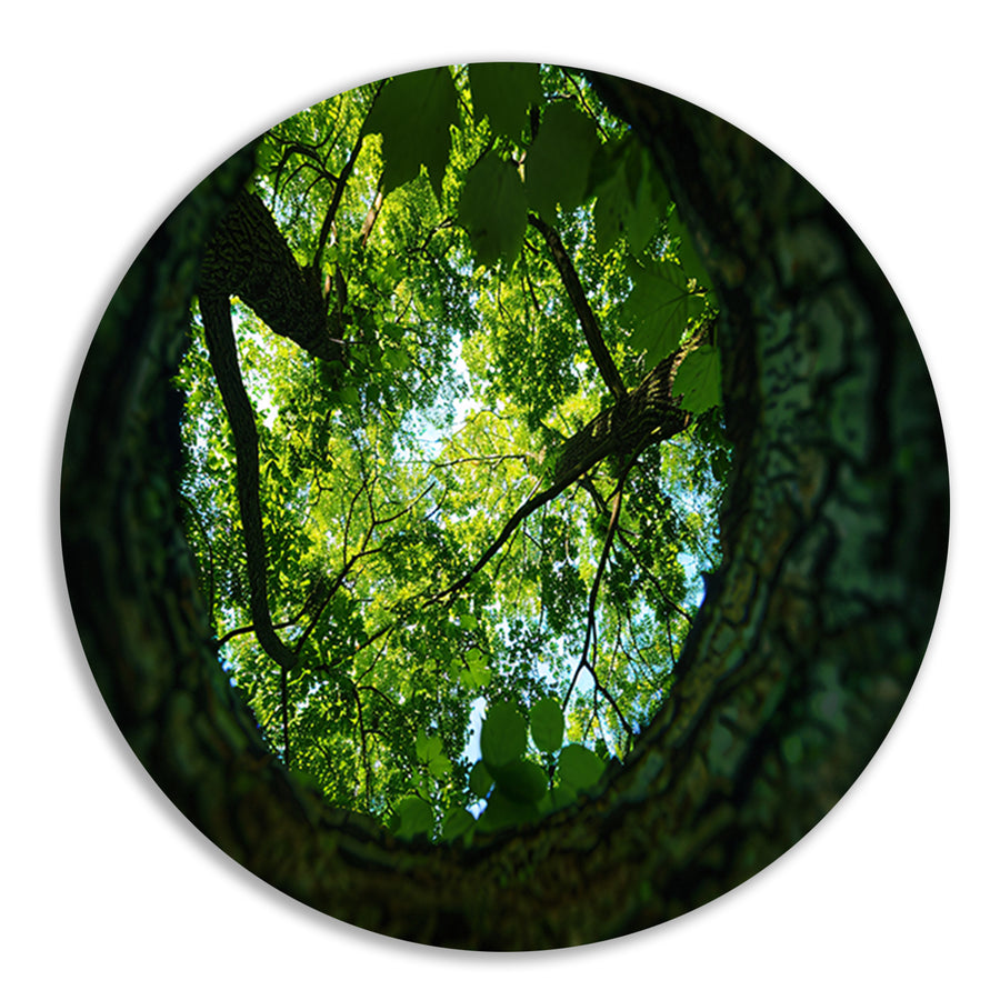 Natuurlijke lens op groene boomkruinen   forex muurcirkel
