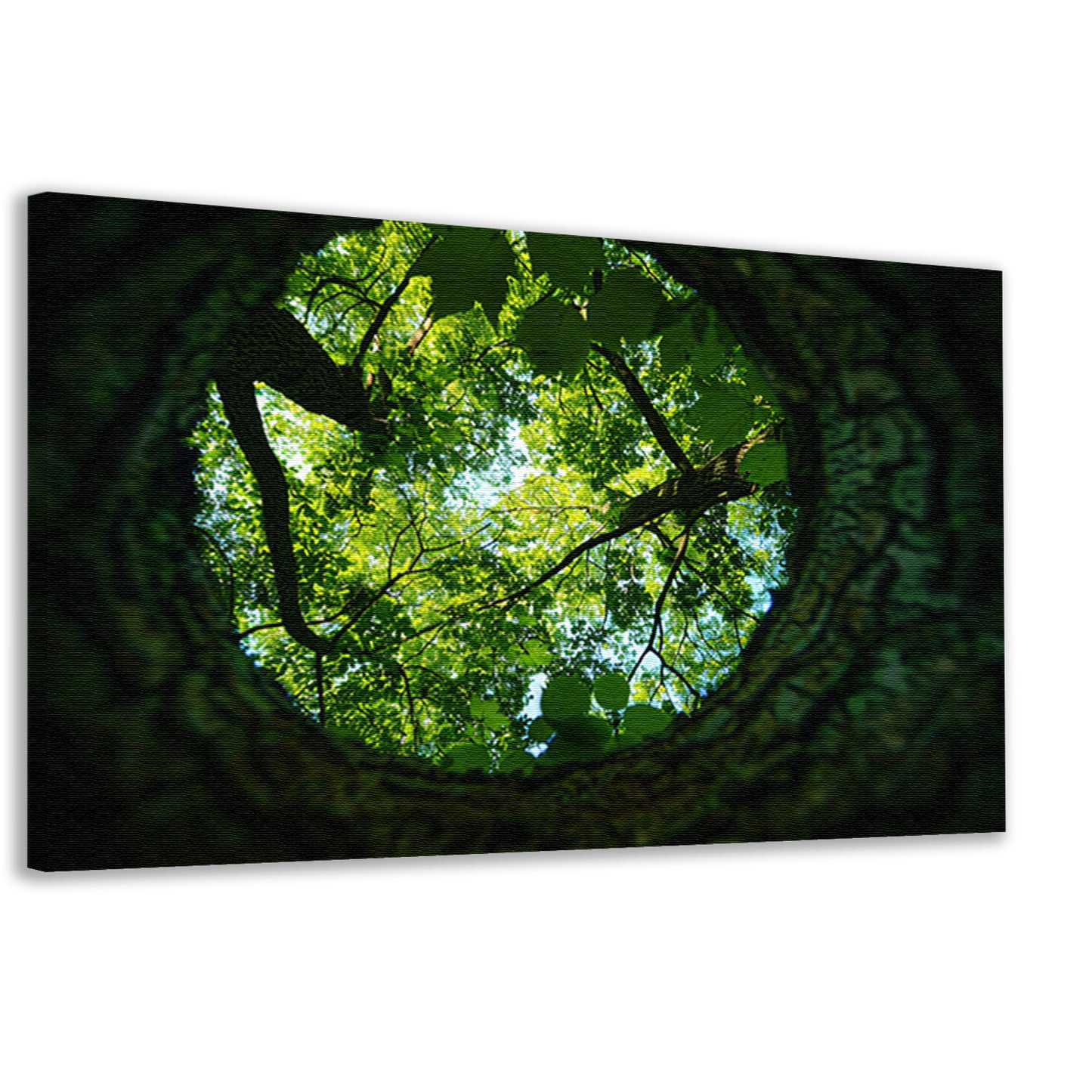 Natuurlijke lens op groene boomkruinen   canvas