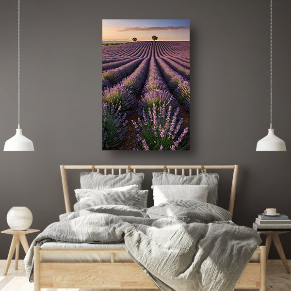 Uitgestrekt lavendelveld bij zonsondergang acrylglas