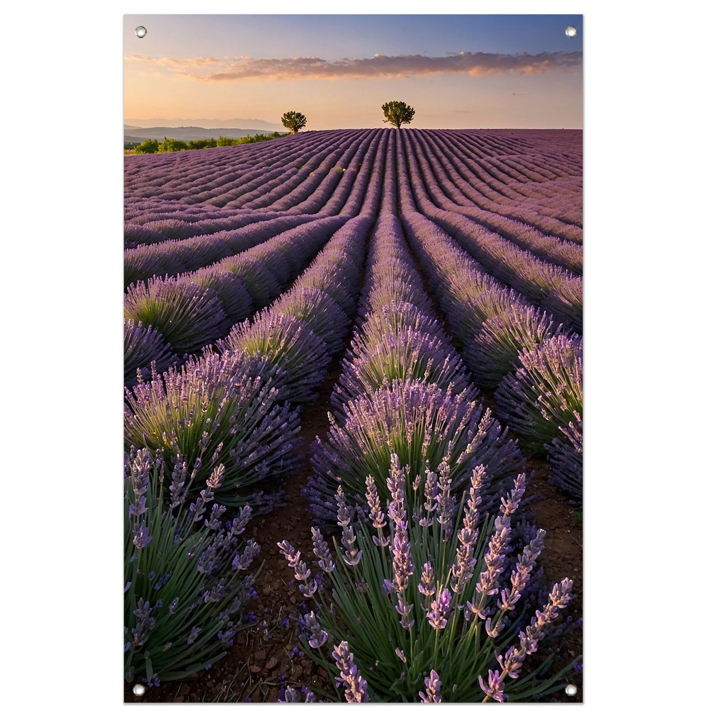 Uitgestrekt lavendelveld bij zonsondergang tuinposter
