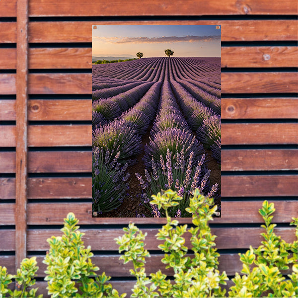Uitgestrekt lavendelveld bij zonsondergang tuinposter