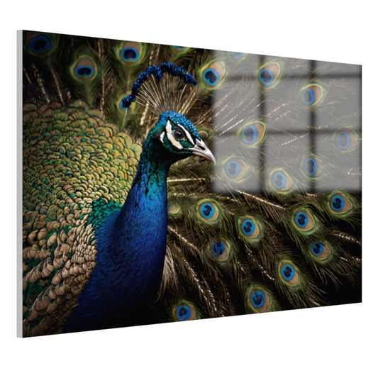 De Koninklijke Pracht van een Pauw acrylglas
