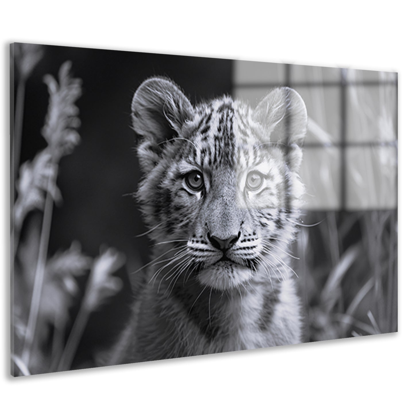 Zwart-wit foto van een jonge welp acrylglas
