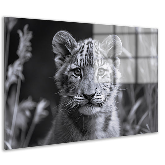 Zwart-wit foto van een jonge welp acrylglas