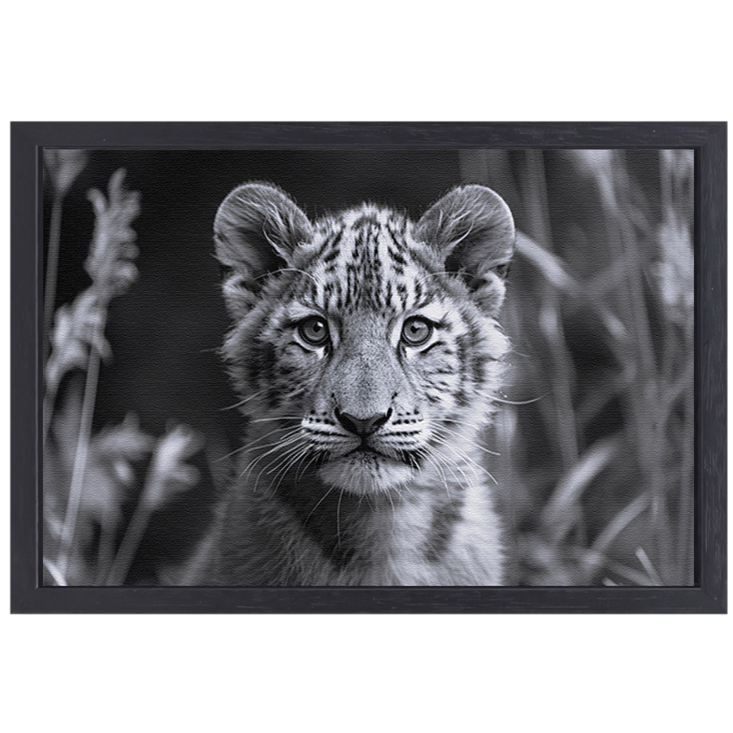 Zwart-wit foto van een jonge welp canvas met baklijst