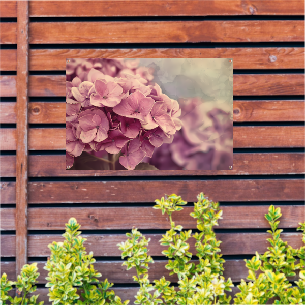 Hortensias in Zacht Roze tuinposter