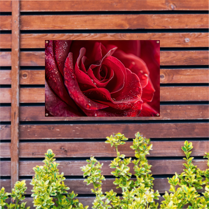 Rode roos met dauwdruppels close-up tuinposter