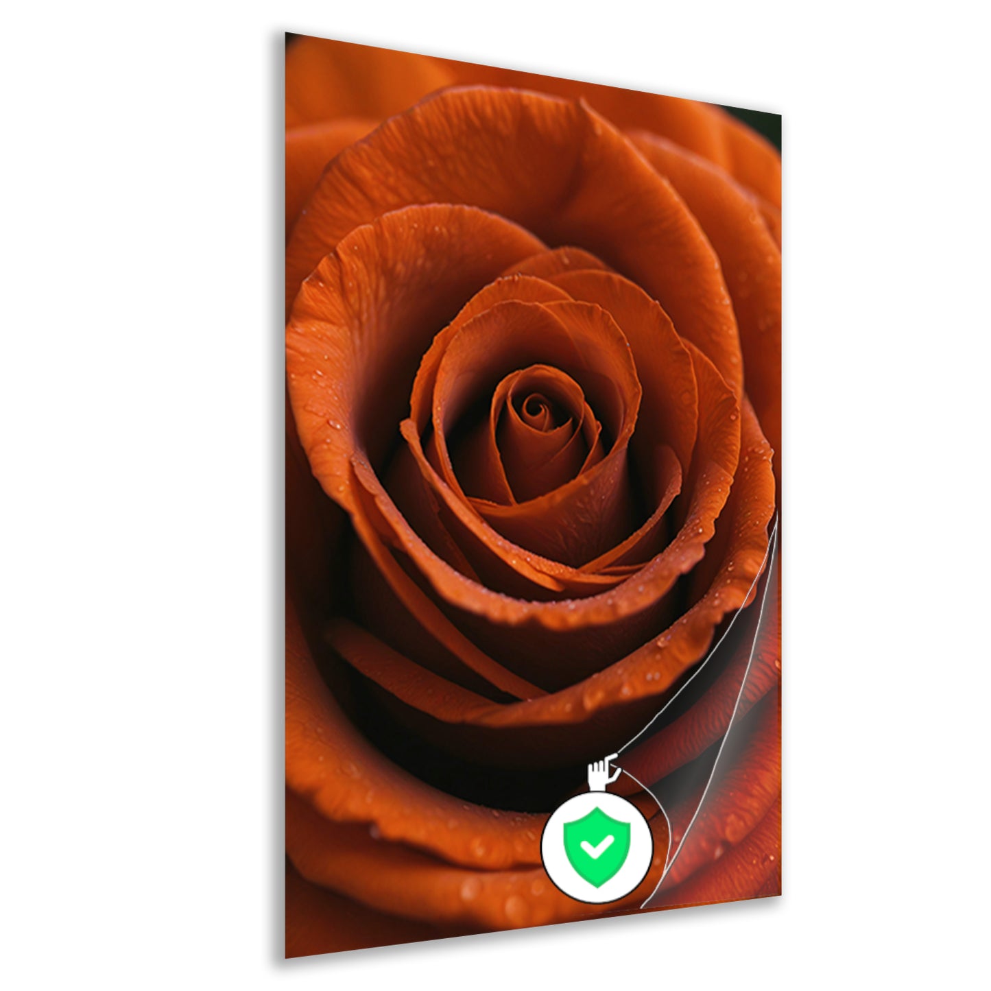 Oranje roos met dauwdruppels close-up poster