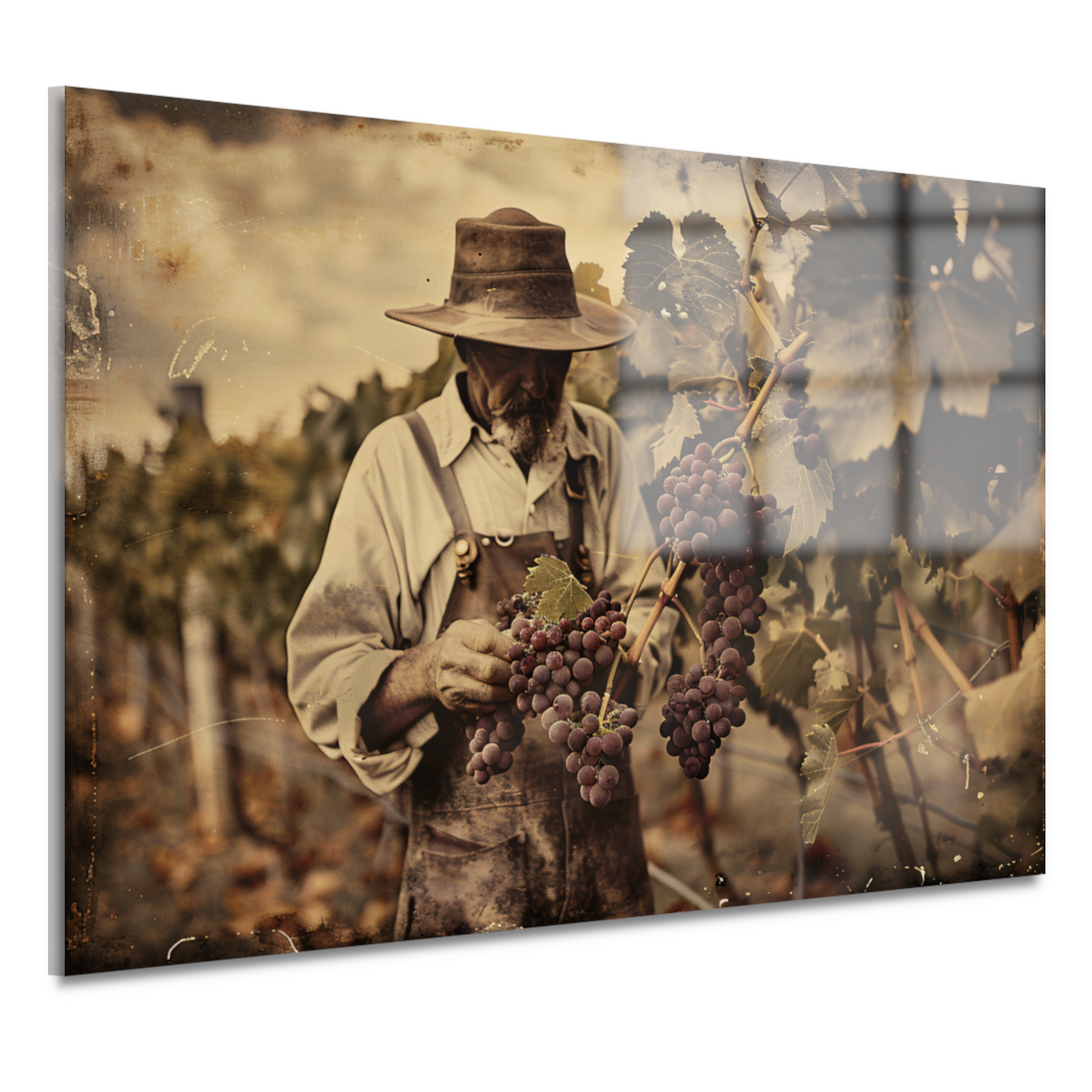 Oude wijnboer verzorgt zijn druiven acrylglas