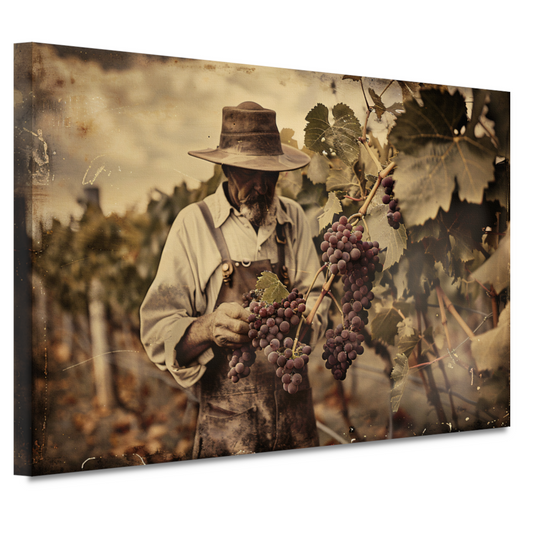 Oude wijnboer verzorgt zijn druiven canvas